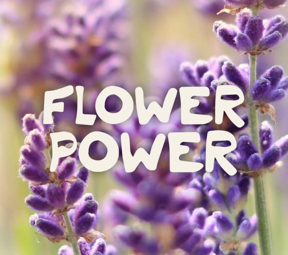 Lavender